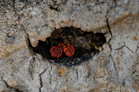 /album/foto-adriano/l4a1961-copia-2-jpg/